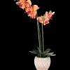 The Hamptons Collections HOME orchidee in pot | Action NL